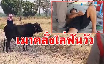 อากาศมันร้อน! จับหนุ่มซดสุราเมาอาละวาดคว้ามีดไล่ฟันฝูงวัวกลางทุ่งนา