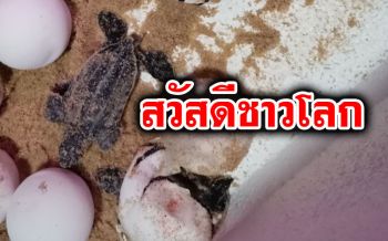 ‘ลูกเต่ามะเฟือง’รังที่4 หาดบ้านบ่อดาน ฟักแล้ว ต้วมเตี้ยมกลับสู่ทะเล