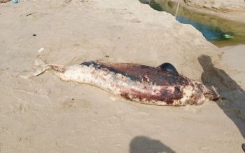 พบซากโลมาริมหาดสิชล เชื่อ\'ก้อนน้ำมัน\'ต้นเหตุทำสัตว์ทะเลตาย