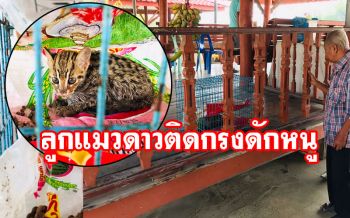 อ่างทองฮือฮา! ลูกแมวดาวติดกรงดักหนูกลางไร่อ้อย (ชมคลิป)