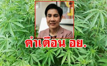 เตือนเกษตรกรอย่าหลงเชื่อบุคคล บริษัทอ้างช่วยขออนุญาตปลูกกัญชาแทนได้