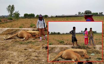 ชาวบ้านโวย! พ่นยาฆ่าหญ้าในไร่อ้อย สลดวัวกินตาย1 ร่อแร่1