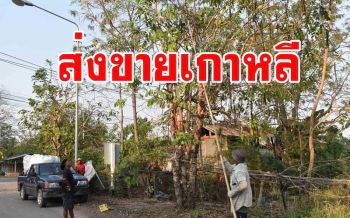 \'ฝักคูน\'ปรุงเป็น\'ยาสมุนไพรรักษาโรค\'ได้ ชาวกาฬสินธุ์เก็บส่งขายเกาหลี