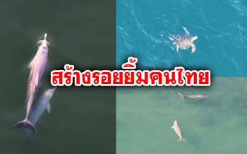 สร้างรอยยิ้มในวันที่แย่!! ‘พะยูน-เต่า-โลมาสีชมพู’ โผล่โชว์ตัวที่ทะเลตรัง
