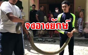 ผวา!! ‘จงอาง’ ยาว 4 เมตร โผล่เข้าบ้าน เร่งกู้ภัยจับปล่อยคืนธรรมชาติ