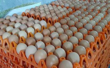 บทความพิเศษ : ราคาไข่ไก่ว่าด้วยกลไกตลาด