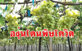 ทุกข์หนัก! \'องุ่น\' ห้อยคาสวนกว่า 2 พันตันติดโควิดส่งออกไม่ได้วอนภาครัฐช่วย