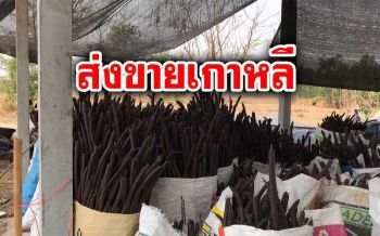 ‘ชาวบ้านเมืองช้าง’ เก็บฟักคูนแก่ส่งเกาหลีปรุงยาสมุนไพรรักษาโรค