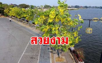 \'ดอกคูณ\' เหลืองอร่ามบานสะพรั่งรับลมร้อนตลอดข้างถนนริมกว๊านพะเยา