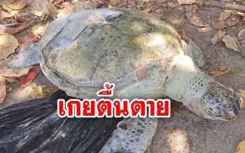 เศร้า! พบซาก ‘เต่าตนุ’ ขนาดใหญ่เกยตื้นหาดระยอง