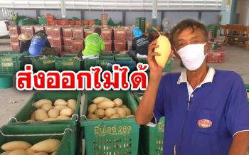 เกษตรกร ‘สวนมะม่วง’ โอดกระทบโควิด-19 ส่งออกต่างประเทศไม่ได้ราคาตกต่ำ