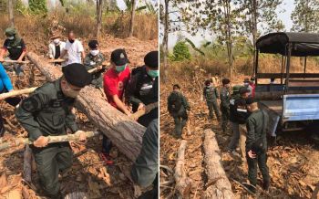 ตชด.32สนธิกำลังป่าไม้ ยึดไม้ท่อนขนาดใหญ่ถูกโค่นล้มซุกข้างทาง