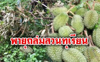 เกษตรกรสุดช้ำ! พายุถล่มสวนทุเรียน ‘กำแพงเพชร’ เสียหายกว่า 200 ลูก