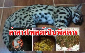 \'ชุดเหยี่ยวดง​\'​ ล่าสาวโพสต์ซากแมวดาวสัตว์ป่าคุ้มครอง​ พร้อมเมนูเปิบพิสดาร​