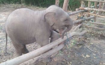 ชมคลิปสุดน่ารัก! ช้างน้อย \'ชบาแก้ว\' ทำความสะอาดช่วงโควิด-19