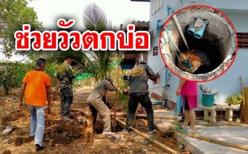 จนท.กู้ภัยรุดช่วยชีวิต ‘วัวหนุ่ม’ ตกบ่อเกรอะลึก2เมตร