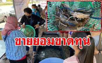 ผู้เลี้ยงกุ้งสุพรรณฯ หั่นราคากุ้งก้ามกรามยอมขายขาดทุนสู้วิกฤตโควิด-19