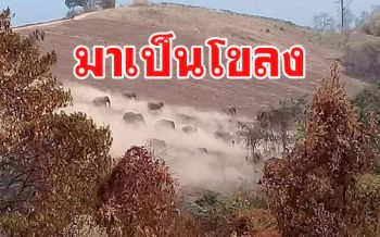 ช้างป่าโขลงใหญ่กว่า 30 ตัว เดินทางกลับเขตรักษาพันธุ์สัตว์ป่าภูหลวง
