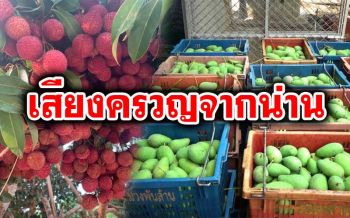 ‘ชาวสวนน่าน’ระทมทุกข์โควิด ออเดอร์‘มะม่วง-ลิ้นจี่’ไม่มี วอนรัฐช่วย