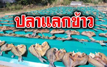จากภูเก็ตสู่ยโสธร ชาวเลราไวย์เร่งผลิต‘ปลาแห้ง’ส่งมอบชาวนาอีสาน
