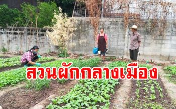 เจ้าของที่ดินใจดี! ให้ชาวเมืองสองแควปรับพื้นที่รกร้างปลูกผักไว้กินช่วงวิกฤตโควิด