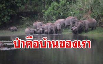 ภาพสุดน่ารัก! โขลงช้างป่าเกือบ30ตัว ลงเล่นน้ำสบายใจ