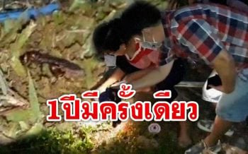 ชาวบ้าน ‘พะเยา’ หา ‘แมงมัน’ นำมาปรุงอาหาร