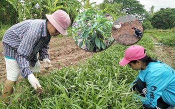 ผู้ใหญ่บ้านขอตามรอยพ่อหลวง ทำเกษตรแบบพอเพียง สู้โควิด19 สร้างรายได้ทุกวัน
