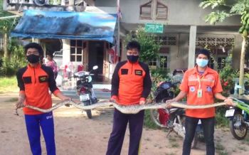 ใครเจอก็วิ่ง! ไอ้เหลือมยาว 3 เมตร บุกกินไก่เลื้อยไปไม่รอด