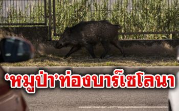 ‘หมูป่า’โผล่เดินเล่นกลางเมือง หลัง\'โควิด-19\'ทำ\'บาร์เซโลนา\'เงียบเหงา