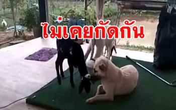 สุดน่ารัก! \'สุนัข\' กับ \'แกะ\' เพื่อนซี้ต่างสายพันธุ์ \'กิน นอน เที่ยว ไม่เคยกัดกัน\'(ชมคลิป)