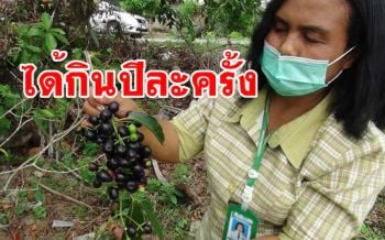 สุกแล้ว!! ลูกหว้าโหลผลไม้ตามฤดูกาลเมืองสตูลได้กินปีละครั้งเก็บขายกิโลละ 50 บาท