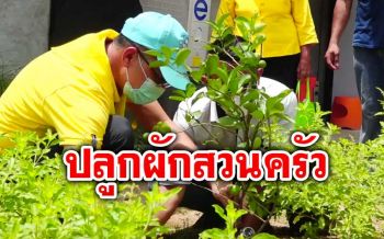 ‘เกาะสมุย’ ชวนปลูกผักสวนครัวกินเองสู้วิกฤตโควิด-19