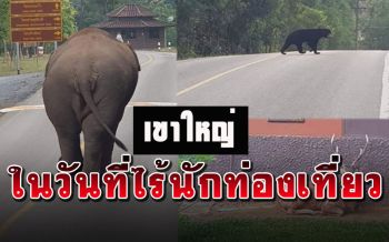 เหล่าสัตว์ป่า\'เขาใหญ่\'ออกมาเดินเล่นสบายใจ หลังอุทยานปิดรับนักท่องเที่ยว