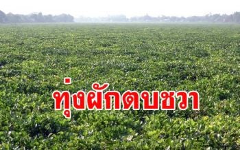 ตะลึงทุ่งผักตบชวาลอยเต็มเจ้าพระยายาวกว่า 2 กิโลเมตรจนคิดว่าเป็นสนามกอล์ฟ