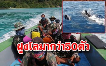 พบฝูงโลมาปากขวดกว่า50ตัว ว่ายน้ำโชว์ตัวใกล้เกาะสิมิลัน