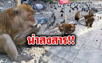 \'ฝูงลิงวัดถ้ำ\'เดือดร้อนหนัก! ต้องกินข้าวคลุกกากมะพร้าว หลังปิดท่องเที่ยว