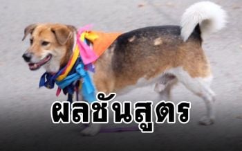 เผยผลชันสูตร\'พี่เตี้ย มช.\' คาดโดนรถขนาดใหญ่พุ่งชน