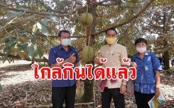 ผู้ว่าฯศรีสะเกษขับเคลื่อนวาระจังหวัดวางแผนนำทุเรียนภูเขาไฟฯออกสู่ตลาด