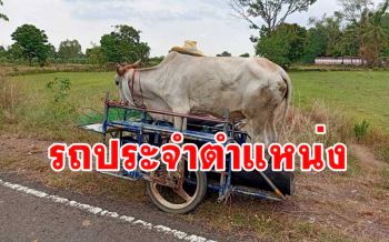 ประทับใจ!เจ้าของพา \'แพนเค้ก\' วัวเพศเมียพิการขึ้นรถพ่วงข้างรับส่งกินหญ้าตามทุ่งทุกวัน