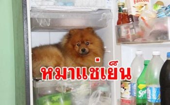หมาขี้ร้อน! พบสุนัขสายพันธุ์ \'ปอมเมอเรเนียน\' แสนรู้ ชอบเข้าไปนอนในตู้เย็น\'
