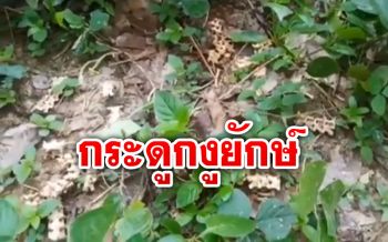 หนุ่มสวนยาง ‘เมืองคอน’ ผงะพบกองกระดูกงูยักษ์ เชื่ออาจเป็นงูเจ้าที่