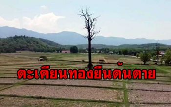 \'ตะเคียนทอง\' ยืนต้นตายกลางทุ่งนาไม่ยอมล้ม ชาวบ้านเชื่อมีสิ่งศักดิ์สิทธิ์แห่ขอหวย