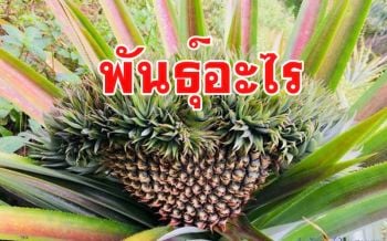 ฮือฮา!สับปะรดสุดแปลกออกลูกคล้ายหัวใจโผล่สำนักสงฆ์เมืองคอน คอหวยไม่พลาด