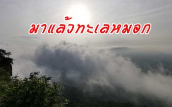 ปีนี้มาเร็ว! ทะเลหมอกที่ผามออีแดง รอรัฐบาลผ่อนปรนเปิดให้นักท่องเที่ยวขึ้นชม