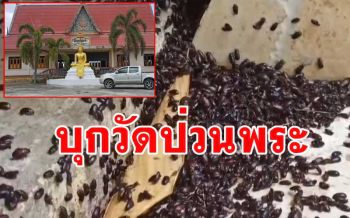 \'แมลงปีกแข็ง\' นับล้านตัวบุกวัดส่งกลิ่นเหม็นป่วนพระ-โยมที่มาทำบุญ