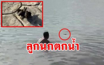 \'พ.ต.อ.\' ใจบุญถอดเสื้อเหลือแต่กางเกงลุยน้ำไปช่วย \'ลูกนก\' บินตกกว๊านพะเยา