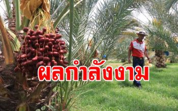 ชาวพรหมพิราม\'ปลูกอินทผลัม\' พืชเศรษฐกิจทางเลือกได้กำไรดีไม่หวันกระทบโควิด