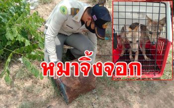 พบสัตว์ป่าหายาก \'หมาจิ้งจอก\' ถูกใส่กรงนำทิ้งชายป่าแนวชายแดนกาญจน์ 2 ตัว