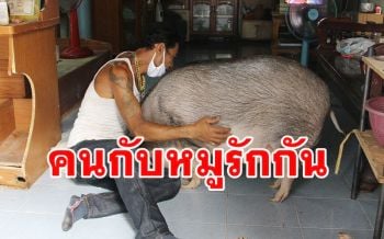 สุดน่ารัก!! ‘รักต่างสายพันธุ์’ ระหว่างคนกับหมูป่าที่เลี้ยงดูเหมือนลูกน้อย